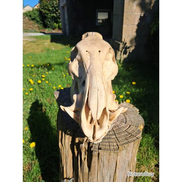 Cr�ne de sanglier avec wry nose #0602(5)
