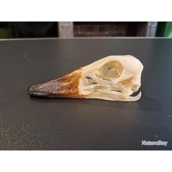 Cr�ne de Dendrocygne fauve ; Dendrocygna bicolor