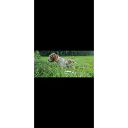 Griffon Korthals m&acirc;le 3 ans dress&eacute;