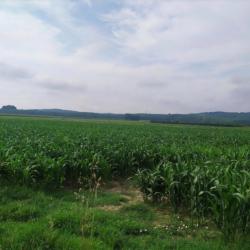 Tir d &eacute;t&eacute; chevreuil