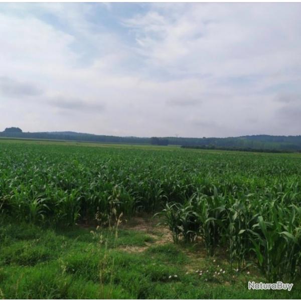 Tir d �t� chevreuil