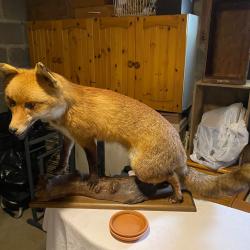 taxidermie renard roux sur socle