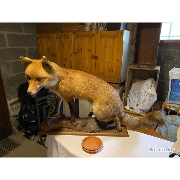 taxidermie renard roux sur socle