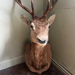 T&ecirc;te de cerf , magnifique troph&eacute;e