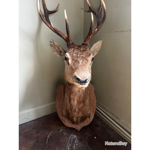 T�te de cerf , magnifique troph�e