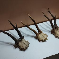3 TROPHEES DE CHEVREUILS BOIS DE 17CM BROCARD TAXIDERMIE CHASSE