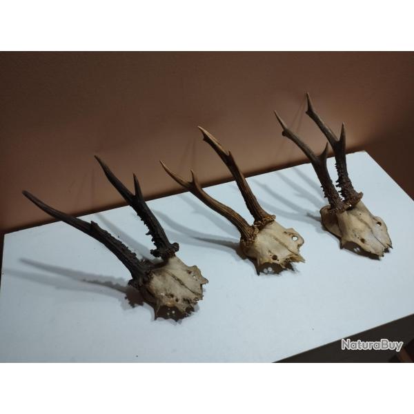 3 TROPHEES DE CHEVREUILS BOIS DE 17CM BROCARD TAXIDERMIE CHASSE