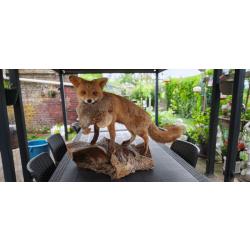 renard naturalis&eacute;