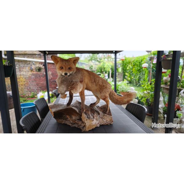 renard naturalis�