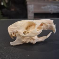 Cr&acirc;ne de cochon d'Inde #1004(2)