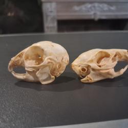 Lot de 2 cr&acirc;nes ; cochon d'Inde et lapin juv&eacute;nile