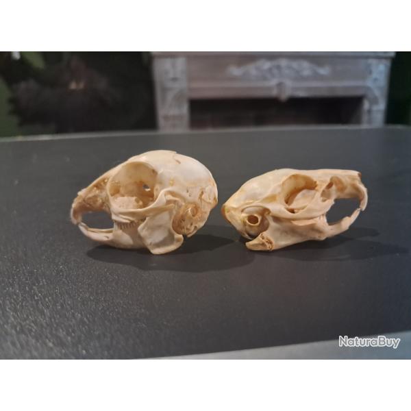 Lot de 2 cr�nes ; cochon d'Inde et lapin juv�nile