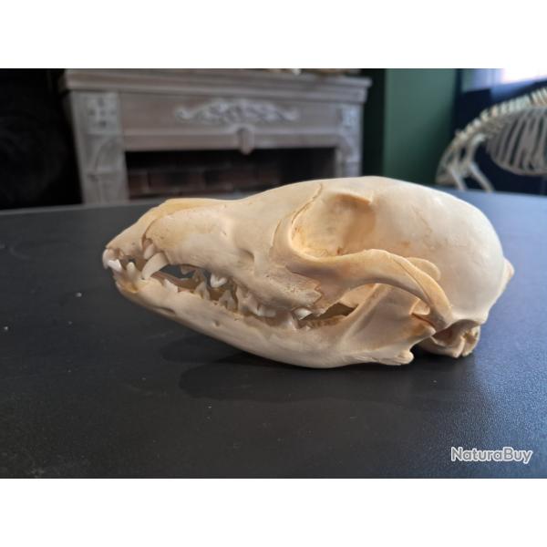 Cr�ne de renard roux ; Vulpes vulpes #1004