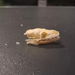 Cr&acirc;ne de Serpent des bl&eacute;s ; Pantherophis guttatus