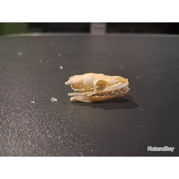 Cr�ne de Serpent des bl�s ; Pantherophis guttatus