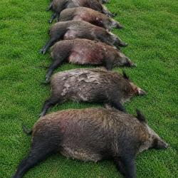 Recherche actionnaire - Chasse le dimanche et conviviale en Seine-et-Marne (77)
