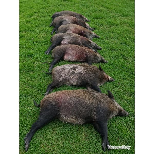 Recherche actionnaire - Chasse le dimanche et conviviale en Seine-et-Marne (77)