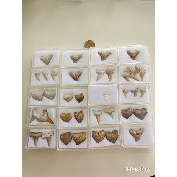 Lot pal�ontologique de dents de requins