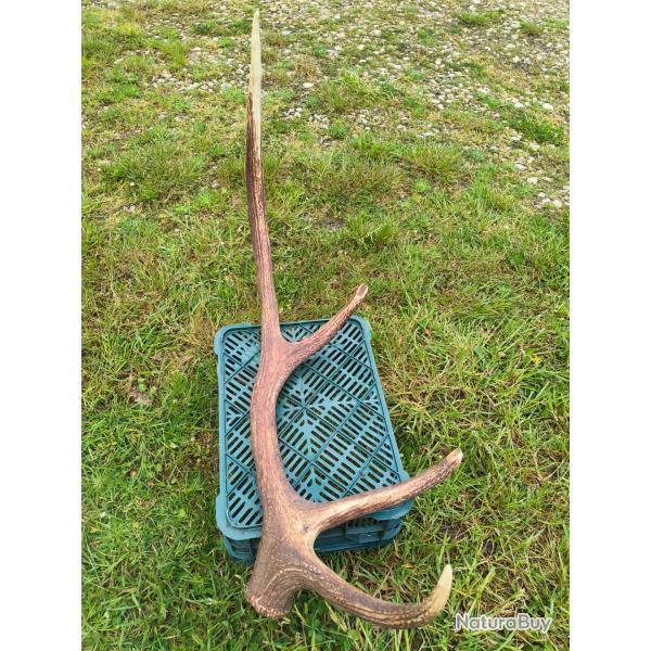 Mue d'un jeune Wapiti