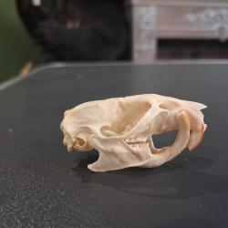 Cr&acirc;ne de rat brun avec malocclusion ; Rattus norvegicus