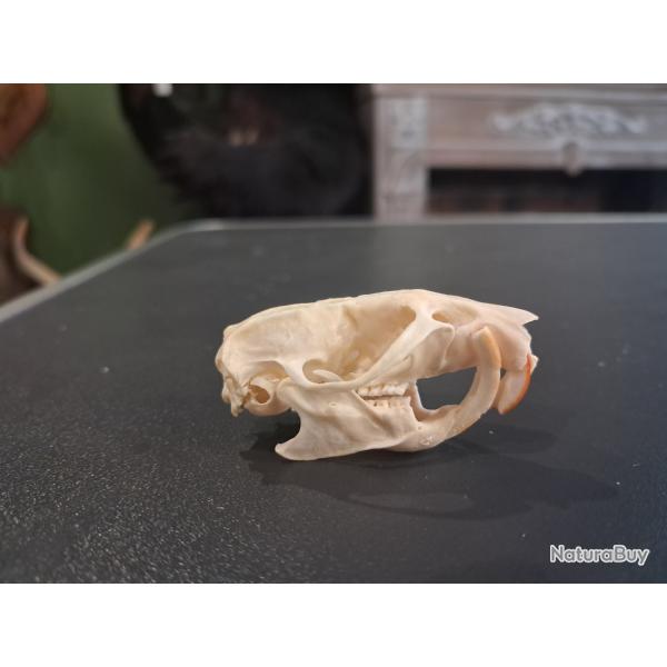 Cr�ne de rat brun avec malocclusion ; Rattus norvegicus