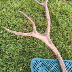 grande paire de bois de Renne ou Caribou