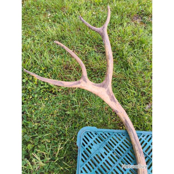 grande paire de bois de Renne ou Caribou