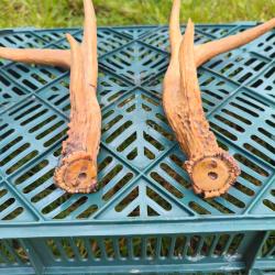 Petite paire de bois de cerf de Virginie