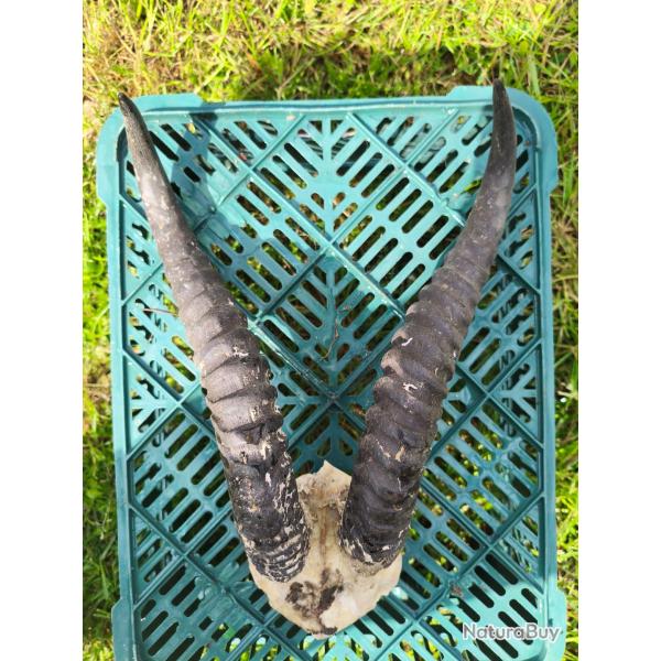 2 troph�e de petite gazelle
