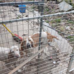 chiens courants
