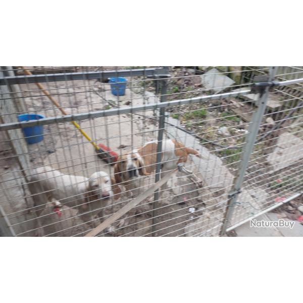 chiens courants