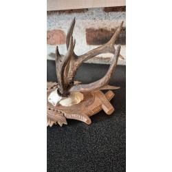 Gros bois de cerf -  bois coup&eacute;s - avec un tr&egrave;s rare troph&eacute;e de brocard atypique - 3 bois  8 pointes