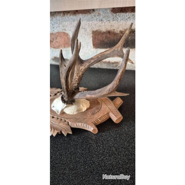 Gros bois de cerf -  bois coup�s - avec un tr�s rare troph�e de brocard atypique - 3 bois  8 pointes