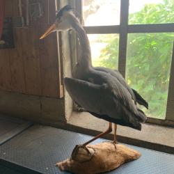 Grebe empaill&eacute; h&eacute;ritage