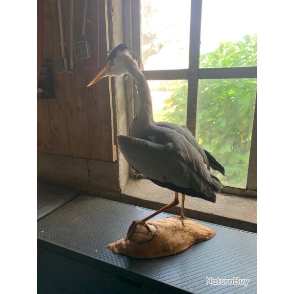 Grebe empaill� h�ritage