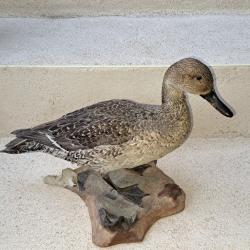 Taxidermie