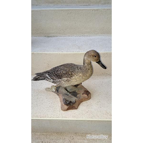 Taxidermie