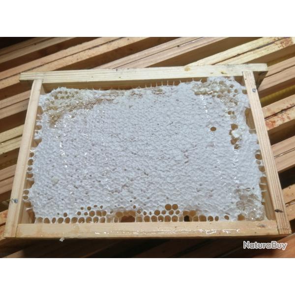 G�teau de miel de fleurs en cadron