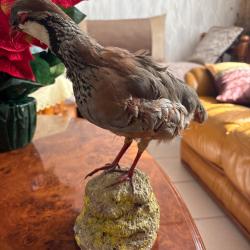 Perdrix rouge naturalis&eacute;e ancienne - taxidermieBelle perdrix rouge naturalis&eacute;e sur socle
