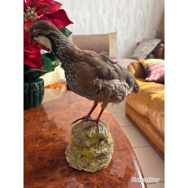 Perdrix rouge naturalis�e ancienne - taxidermieBelle perdrix rouge naturalis�e sur socle