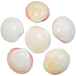Coquillages codakia tigrina poli entier - 8 &agrave; 9 cm - Lot de 2