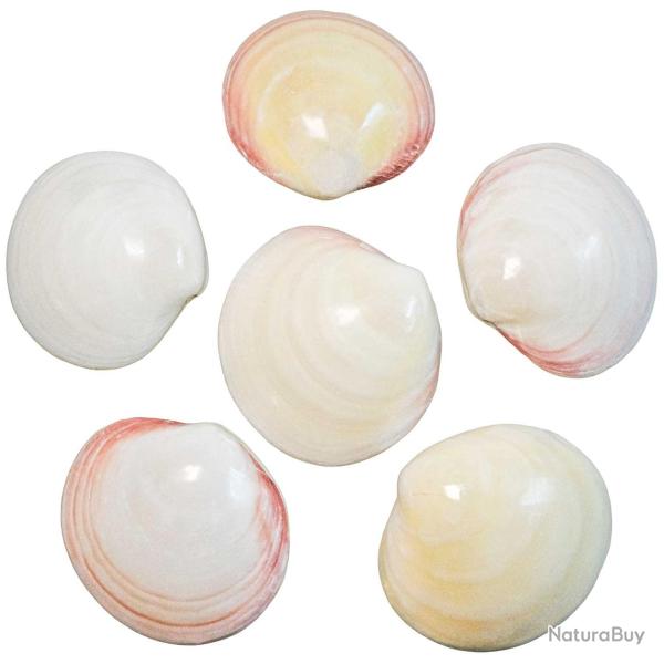Coquillages codakia tigrina poli entier - 8 � 9 cm - Lot de 2