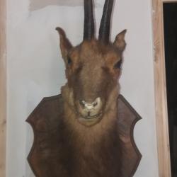 tete de chamois