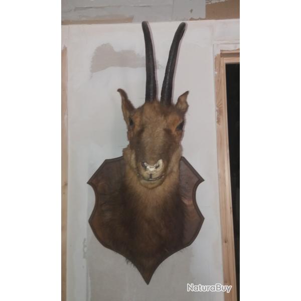 tete de chamois
