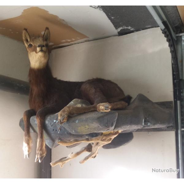 troph�e chamois entier
