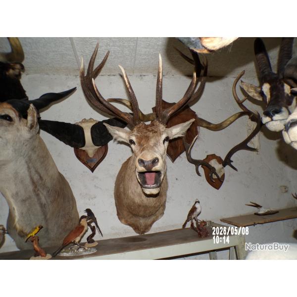 troph�e de cerf au brame