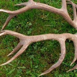 Gros bois cerf -  bois coup&eacute;s - avec un tr&egrave;s rare troph&eacute;e de brocard atypique - 3 bois  8 pointes