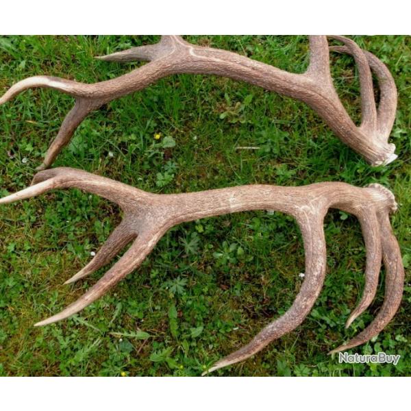 Gros bois cerf -  bois coup�s - avec un tr�s rare troph�e de brocard atypique - 3 bois  8 pointes