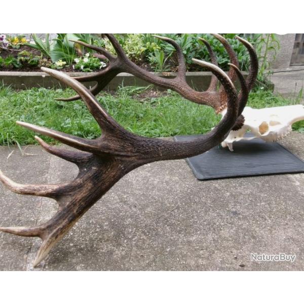 Exceptionnelles mues de cerf �laphe - 18 cors - mont�es sur cr�ne v�ritable