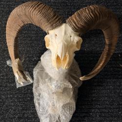 Exceptionnelle Collection de Troph&eacute;es : Cerf, Daim, Mouflon et Mues - Vente au lot ou &agrave; l'unit&eacute;